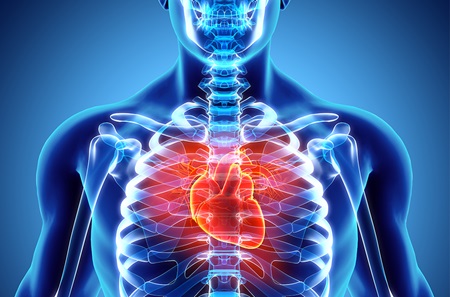 medical illustration of a torso and heart